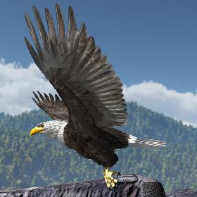 American Bald Eagle